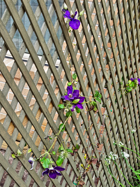 https://lemis.nyc3.digitaloceanspaces.com/grog/Photos/20180319/small/Clematis.jpeg