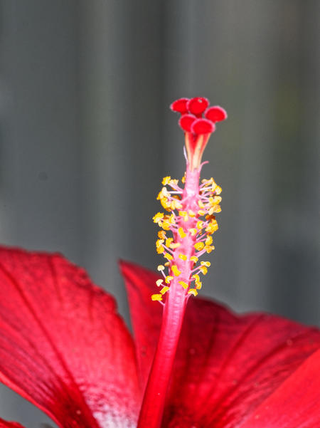 https://lemis.nyc3.digitaloceanspaces.com/grog/Photos/20180320/small/Hibiscus-2.jpeg