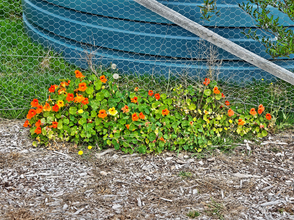 https://lemis.nyc3.digitaloceanspaces.com/grog/Photos/20180429/small/Tropaeolum-1.jpeg