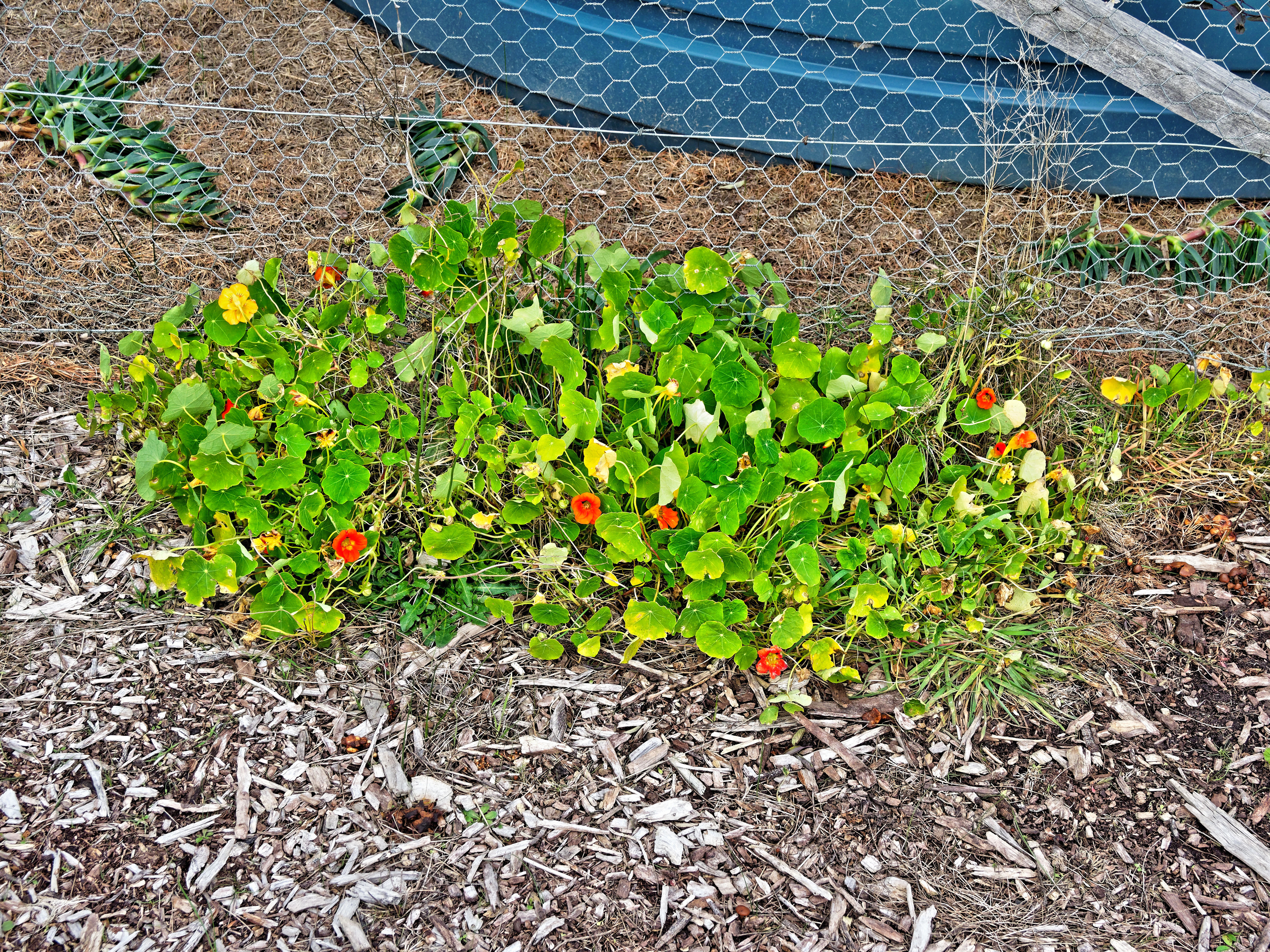 https://lemis.nyc3.digitaloceanspaces.com/grog/Photos/20180716/big/Tropaeolum-4.jpeg