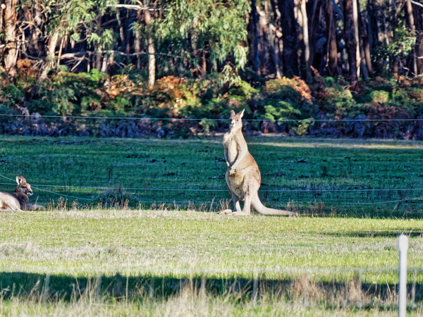 https://lemis.nyc3.digitaloceanspaces.com/grog/Photos/20180810/small/Kangaroos-5.jpeg
