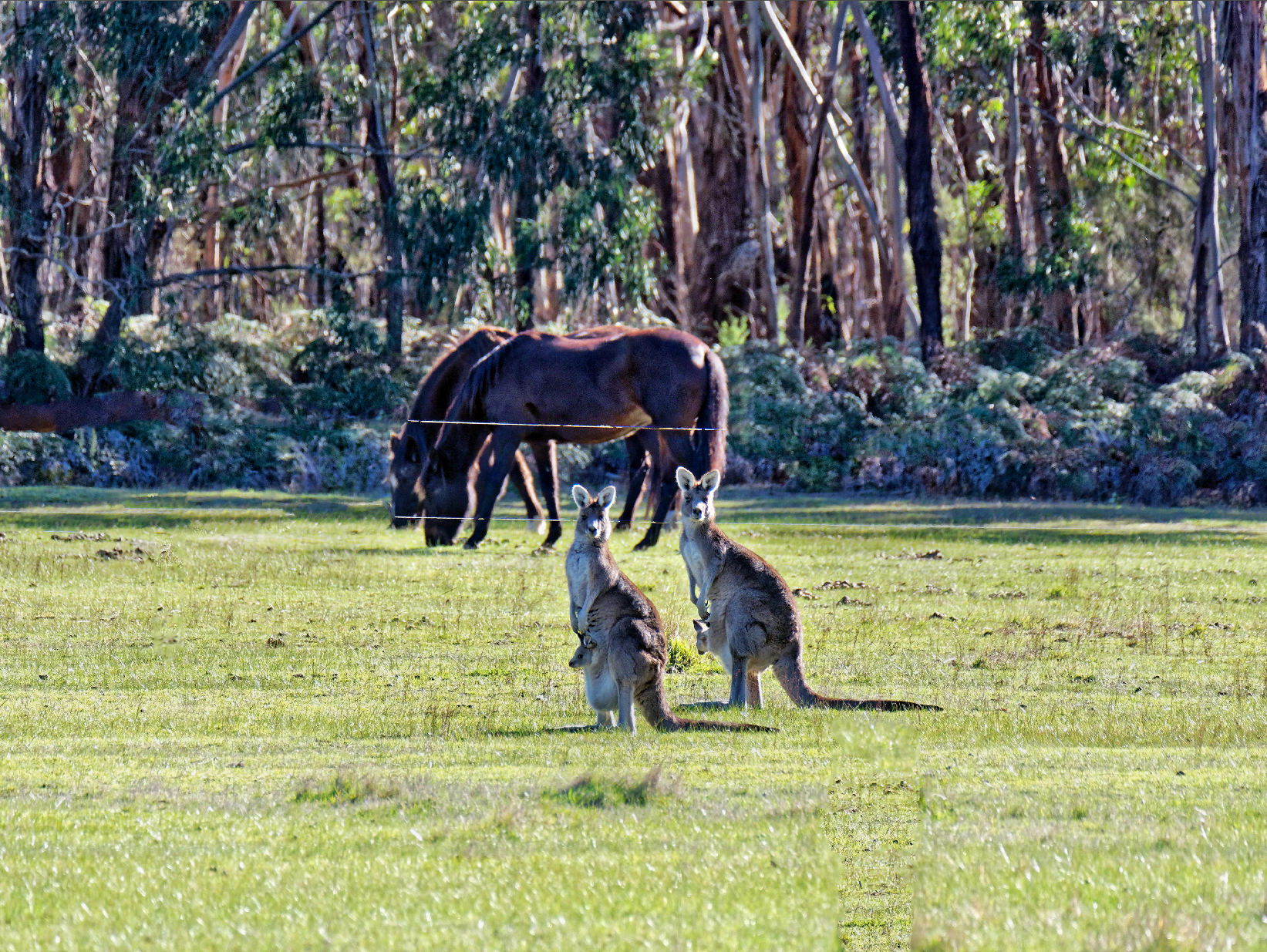 https://lemis.nyc3.digitaloceanspaces.com/grog/Photos/20180814/big/Kangaroos-47-tidied.png