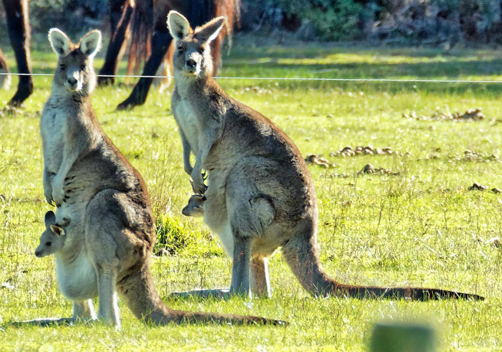 https://lemis.nyc3.digitaloceanspaces.com/grog/Photos/20180814/big/Kangaroos-52-detail-2.jpeg