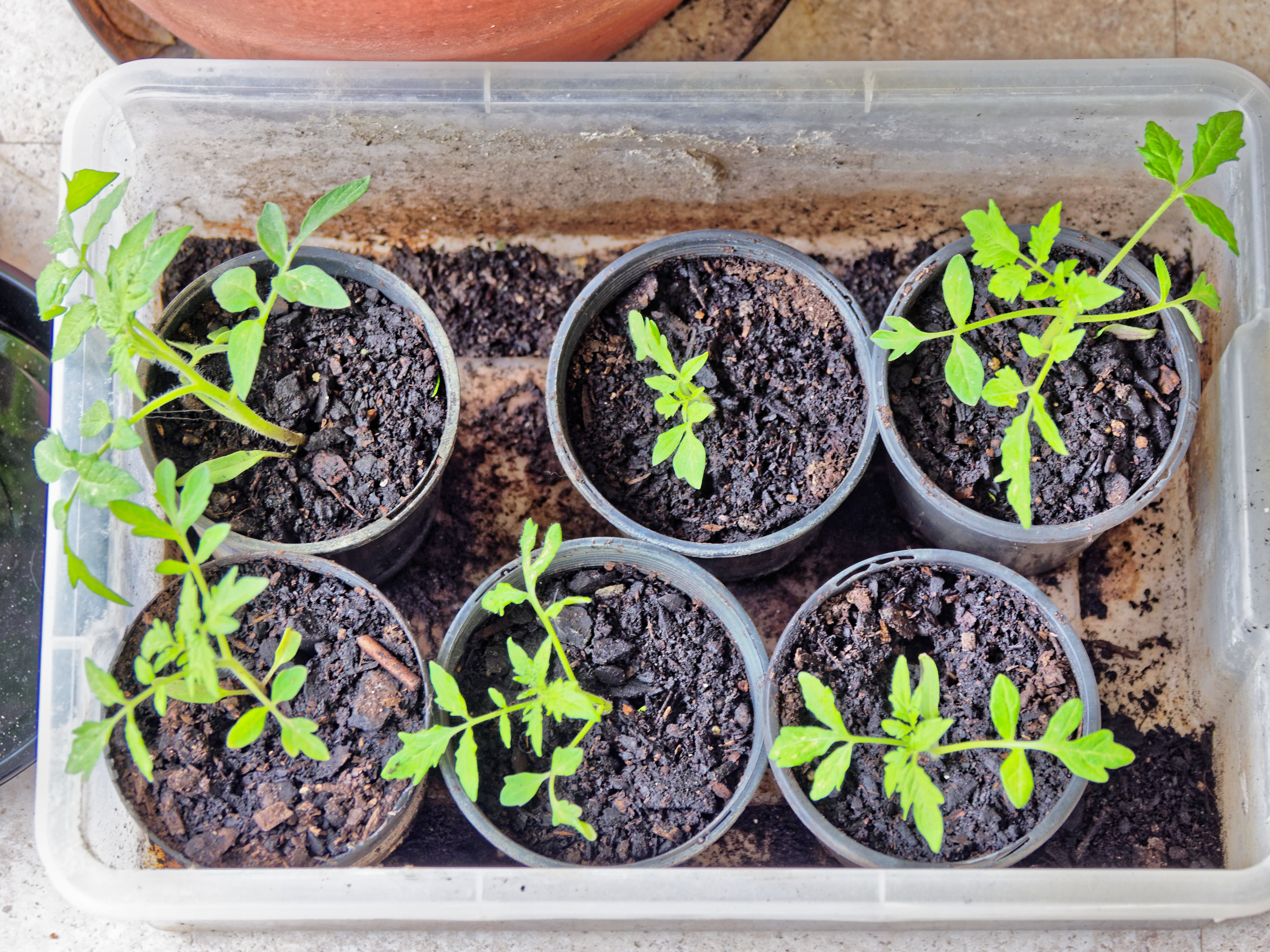 https://lemis.nyc3.digitaloceanspaces.com/grog/Photos/20180925/big/Tomato-seedlings-1.jpeg