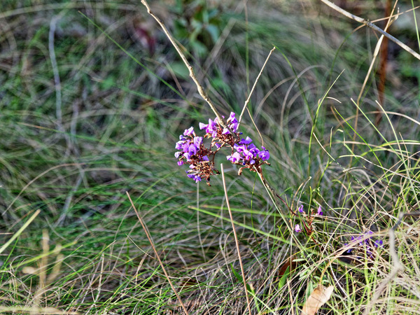 https://lemis.nyc3.digitaloceanspaces.com/grog/Photos/20180927/small/Hardenbergia-violacea.jpeg