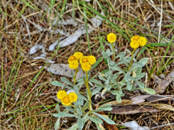 https://lemis.nyc3.digitaloceanspaces.com/grog/Photos/20181124/small/Wildflower-1.jpeg