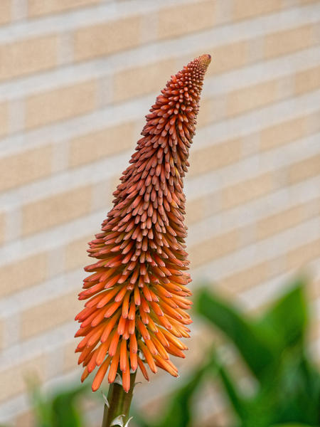https://lemis.nyc3.digitaloceanspaces.com/grog/Photos/20181204/small/Kniphofia.jpeg