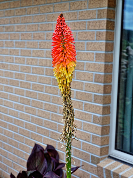 https://lemis.nyc3.digitaloceanspaces.com/grog/Photos/20181214/small/Kniphofia-1.jpeg