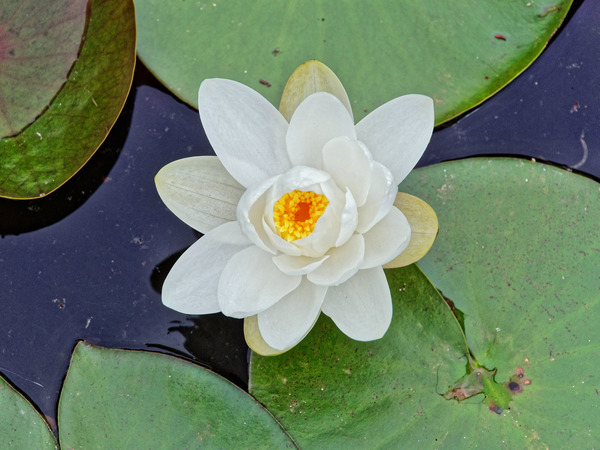 https://lemis.nyc3.digitaloceanspaces.com/grog/Photos/20181218/small/Waterlily.jpeg