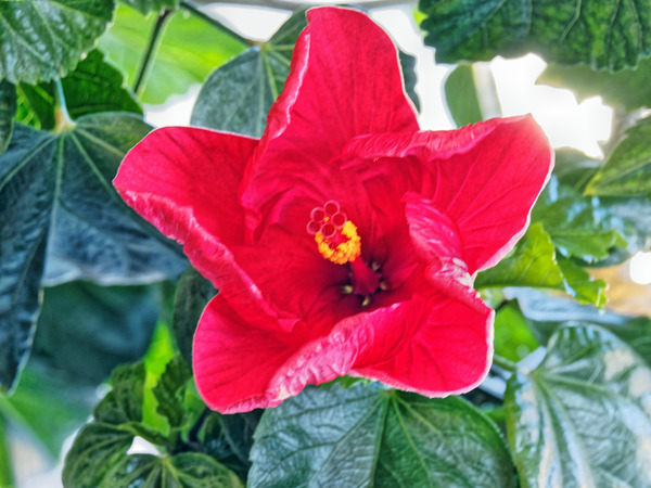 https://lemis.nyc3.digitaloceanspaces.com/grog/Photos/20190122/small/Hibiscus-13.jpeg