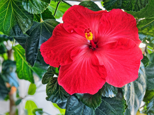 https://lemis.nyc3.digitaloceanspaces.com/grog/Photos/20190122/small/Hibiscus-35.jpeg