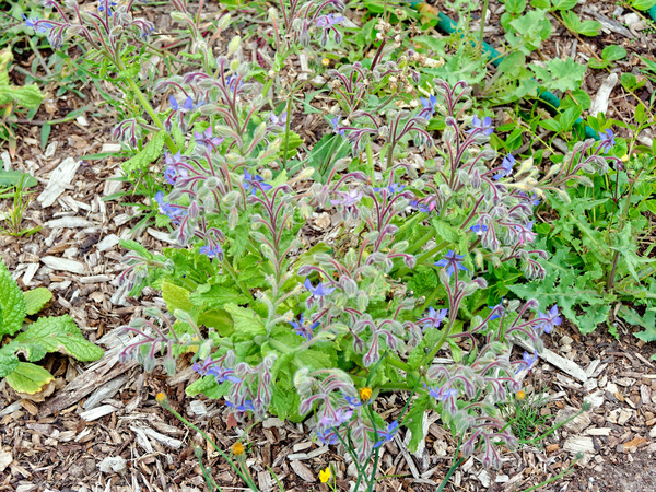 https://lemis.nyc3.digitaloceanspaces.com/grog/Photos/20190216/small/Borage-2.jpeg