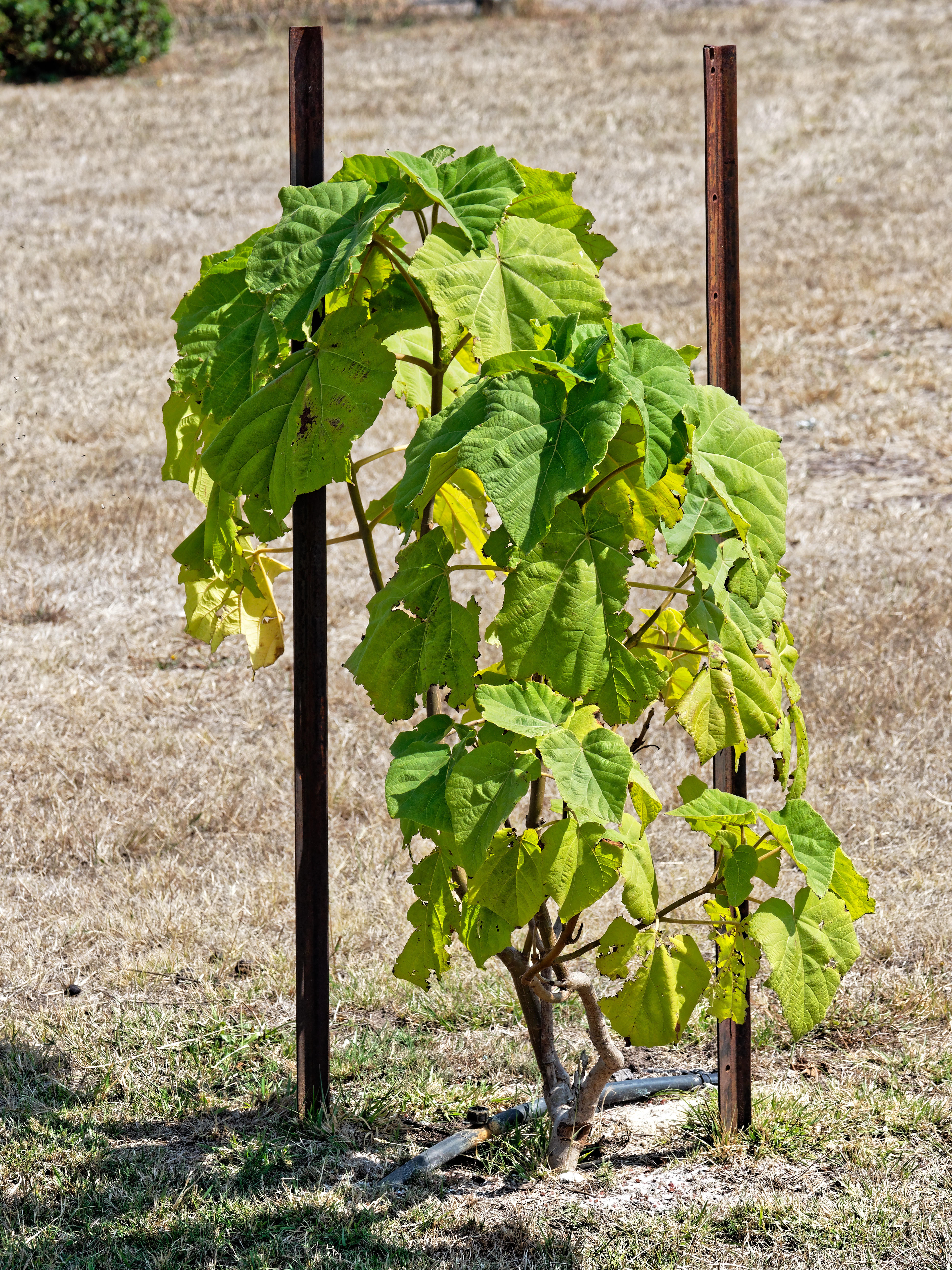 https://lemis.nyc3.digitaloceanspaces.com/grog/Photos/20190316/big/Paulownia-kawakamii.jpeg