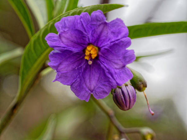 https://lemis.nyc3.digitaloceanspaces.com/grog/Photos/20190320/small/Solanum-laciniatum-3.jpeg