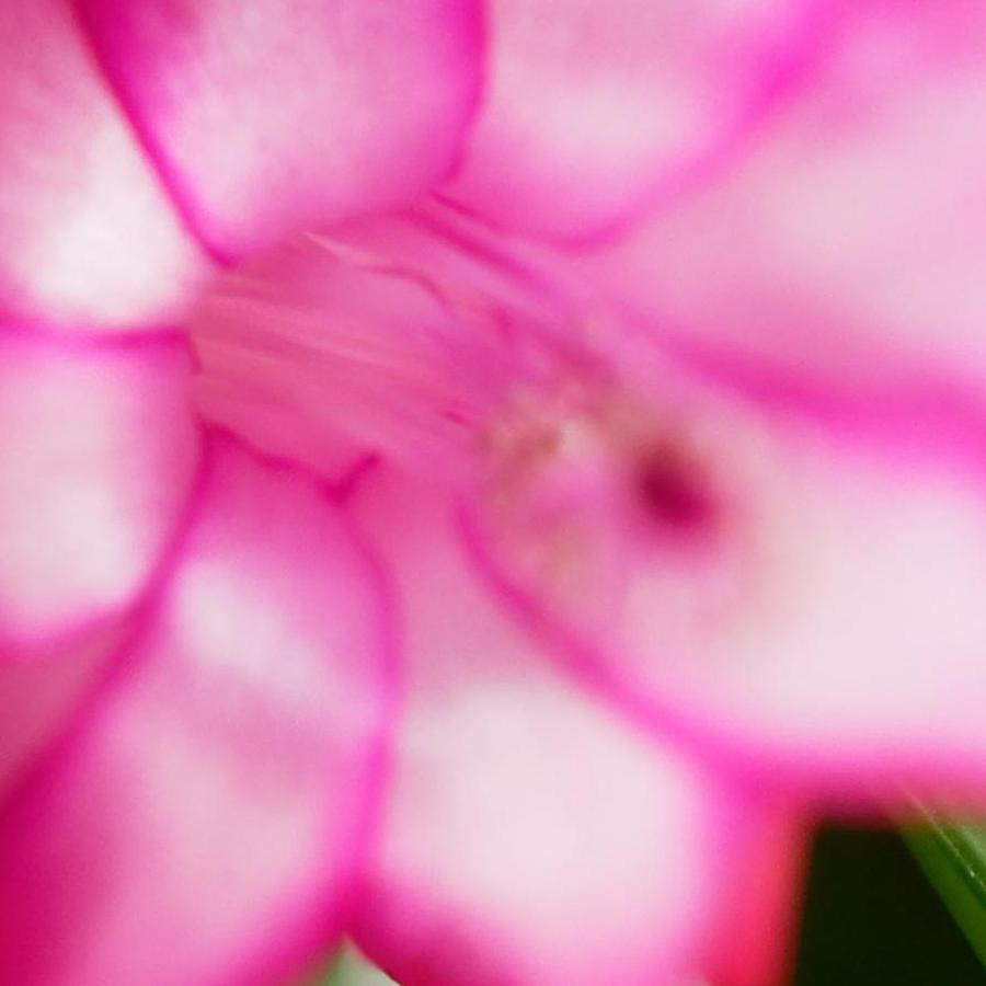 https://lemis.nyc3.digitaloceanspaces.com/grog/Photos/20190611/big/Schlumbergera-1-DMap-detail.jpeg