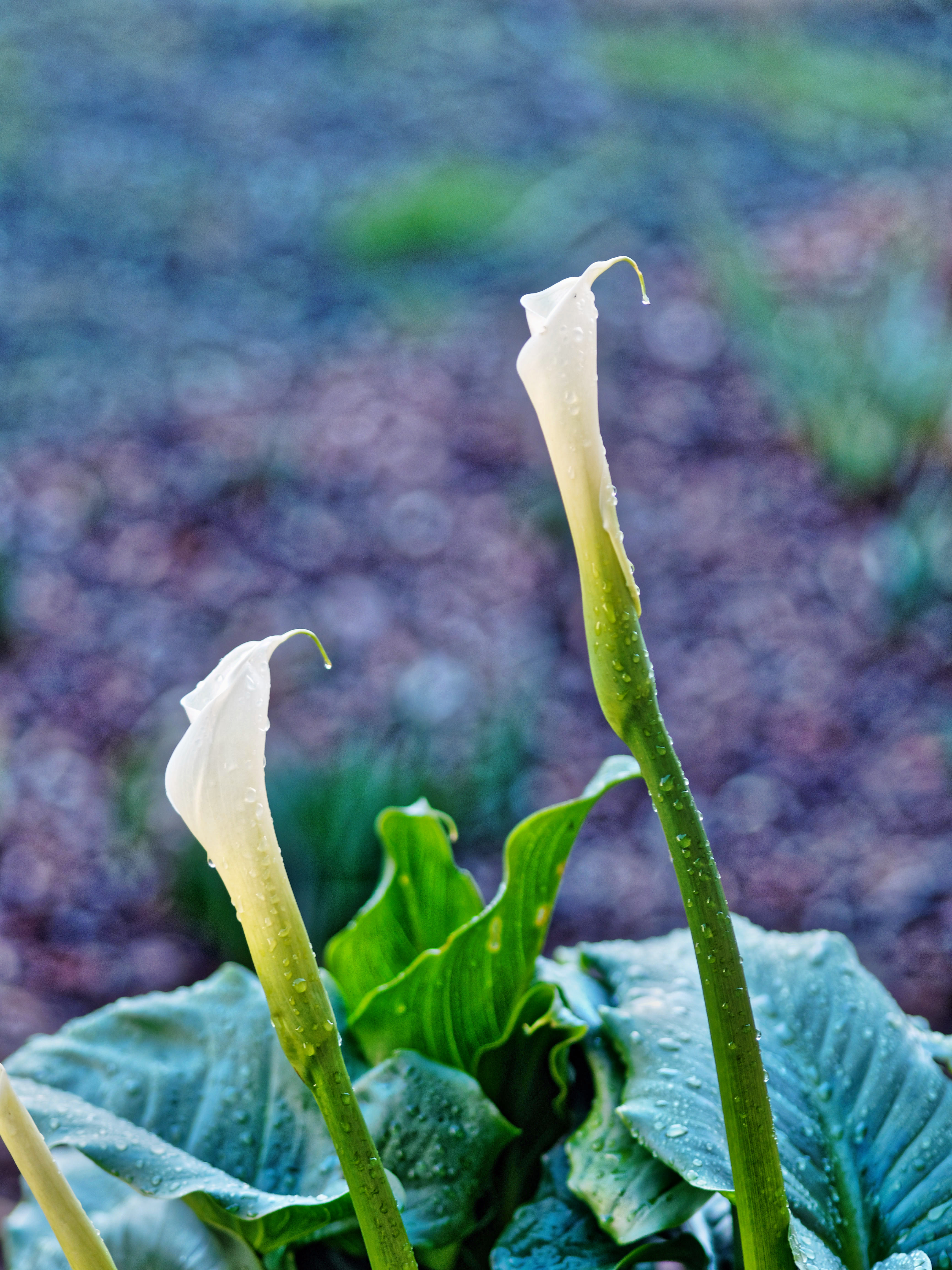 https://lemis.nyc3.digitaloceanspaces.com/grog/Photos/20190614/big/Arum-buds-4.jpeg