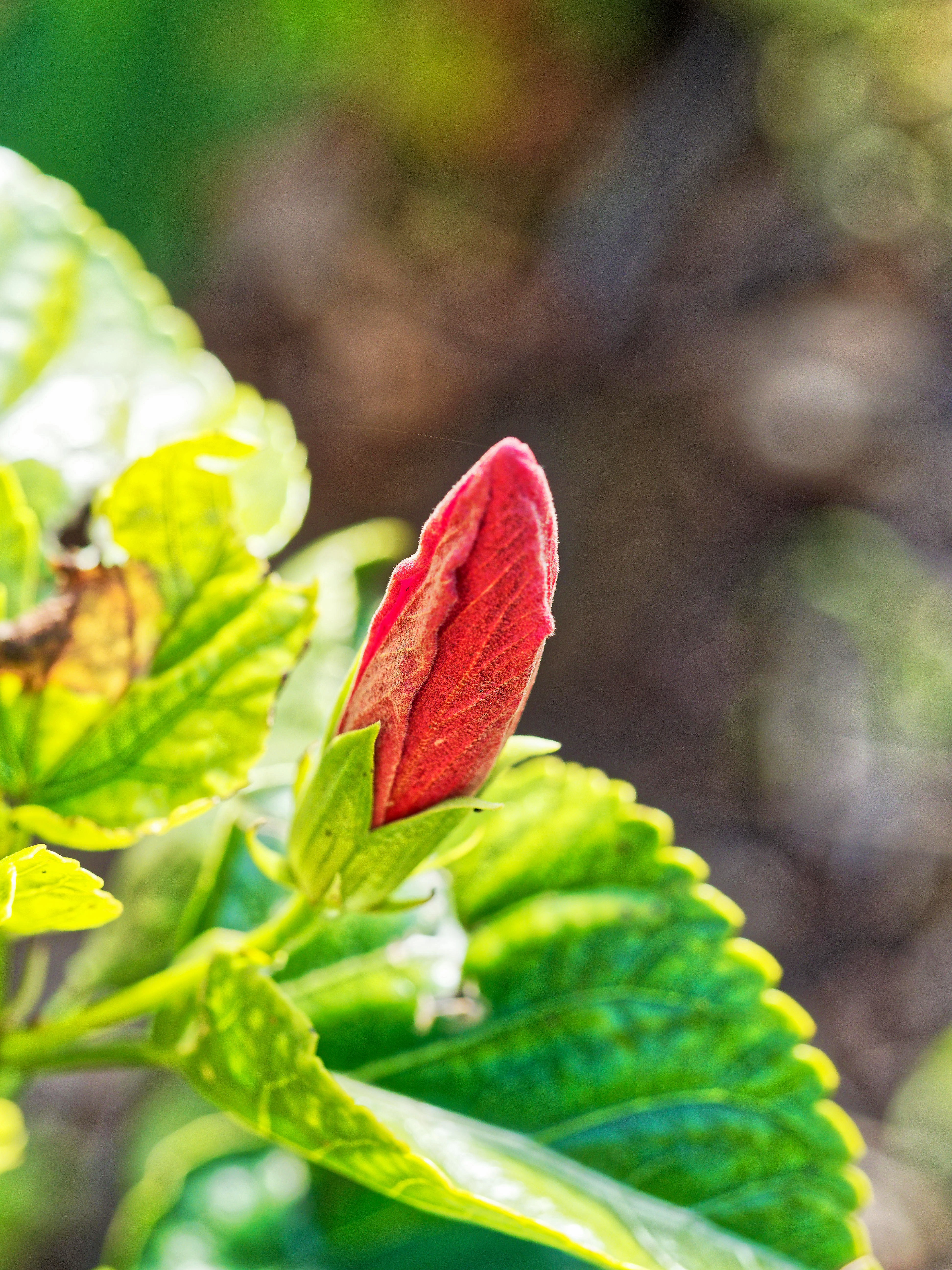 https://lemis.nyc3.digitaloceanspaces.com/grog/Photos/20190615/big/Hibiscus-3.jpeg