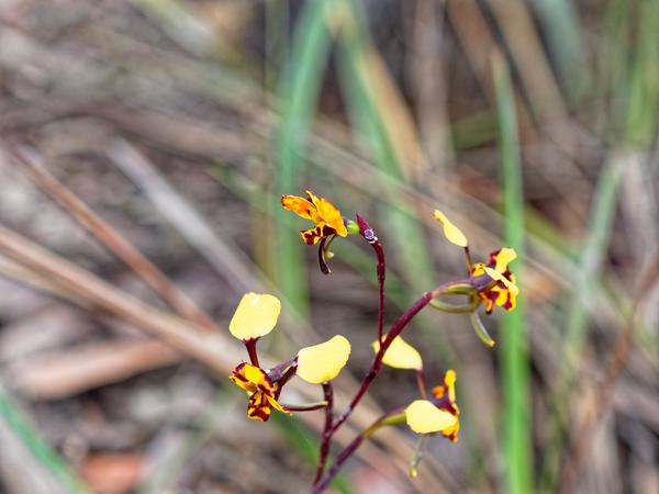 https://lemis.nyc3.digitaloceanspaces.com/grog/Photos/20190930/small/Diuris-2.jpeg