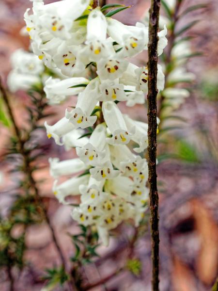 https://lemis.nyc3.digitaloceanspaces.com/grog/Photos/20190930/small/Epacris-impressa-4.jpeg