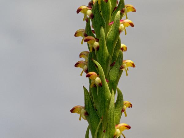 https://lemis.nyc3.digitaloceanspaces.com/grog/Photos/20191106/small/Disa-bracteata-2.jpeg