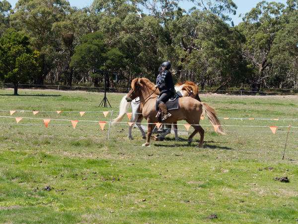 https://lemis.nyc3.digitaloceanspaces.com/grog/Photos/20200222/small/Jousting-training-day-32.jpeg