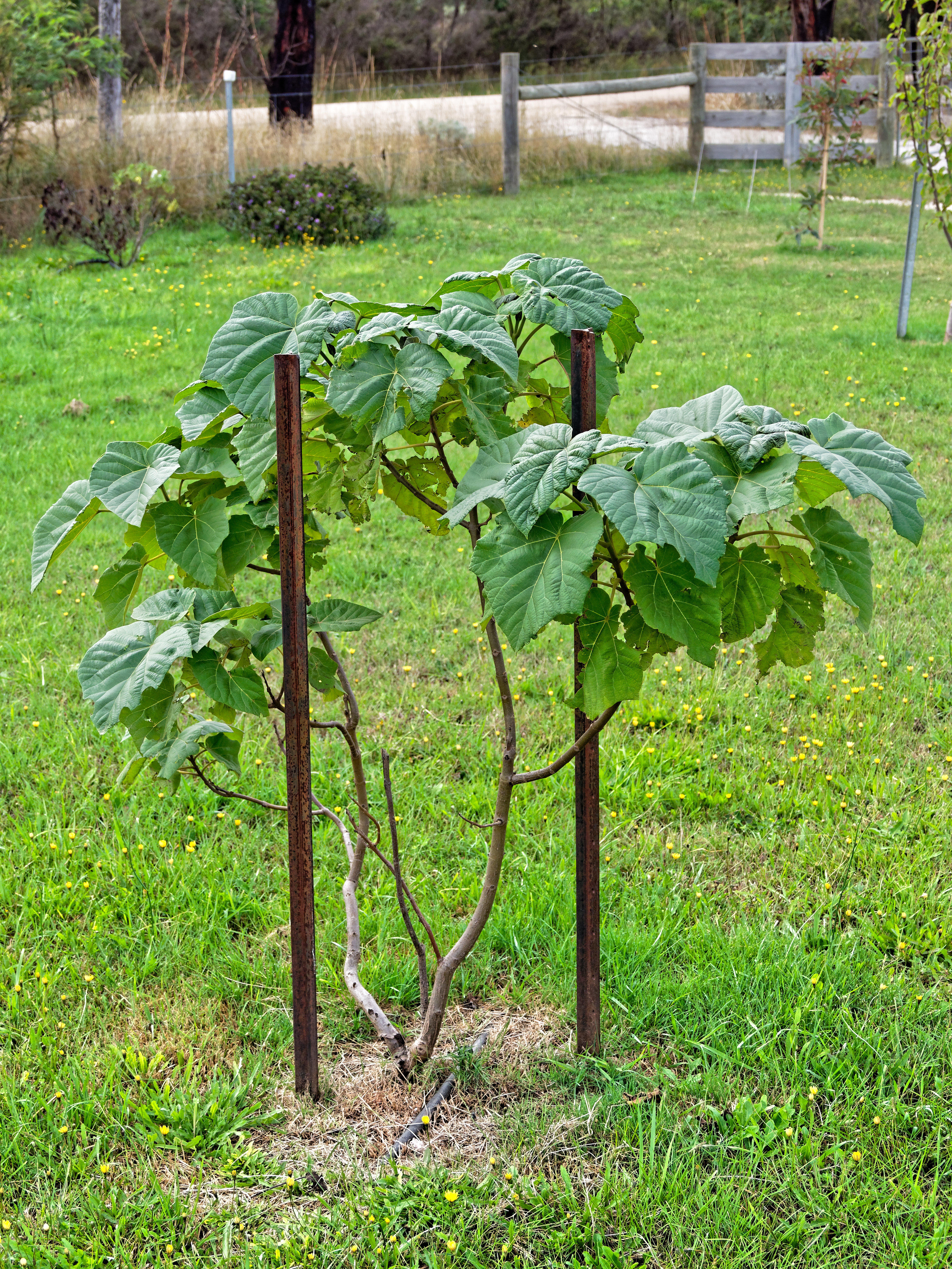 https://lemis.nyc3.digitaloceanspaces.com/grog/Photos/20200224/big/Paulownia-kawakamii.jpeg