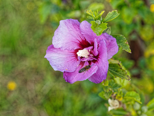 https://lemis.nyc3.digitaloceanspaces.com/grog/Photos/20200224/small/Hibiscus-syriacus-4.jpeg