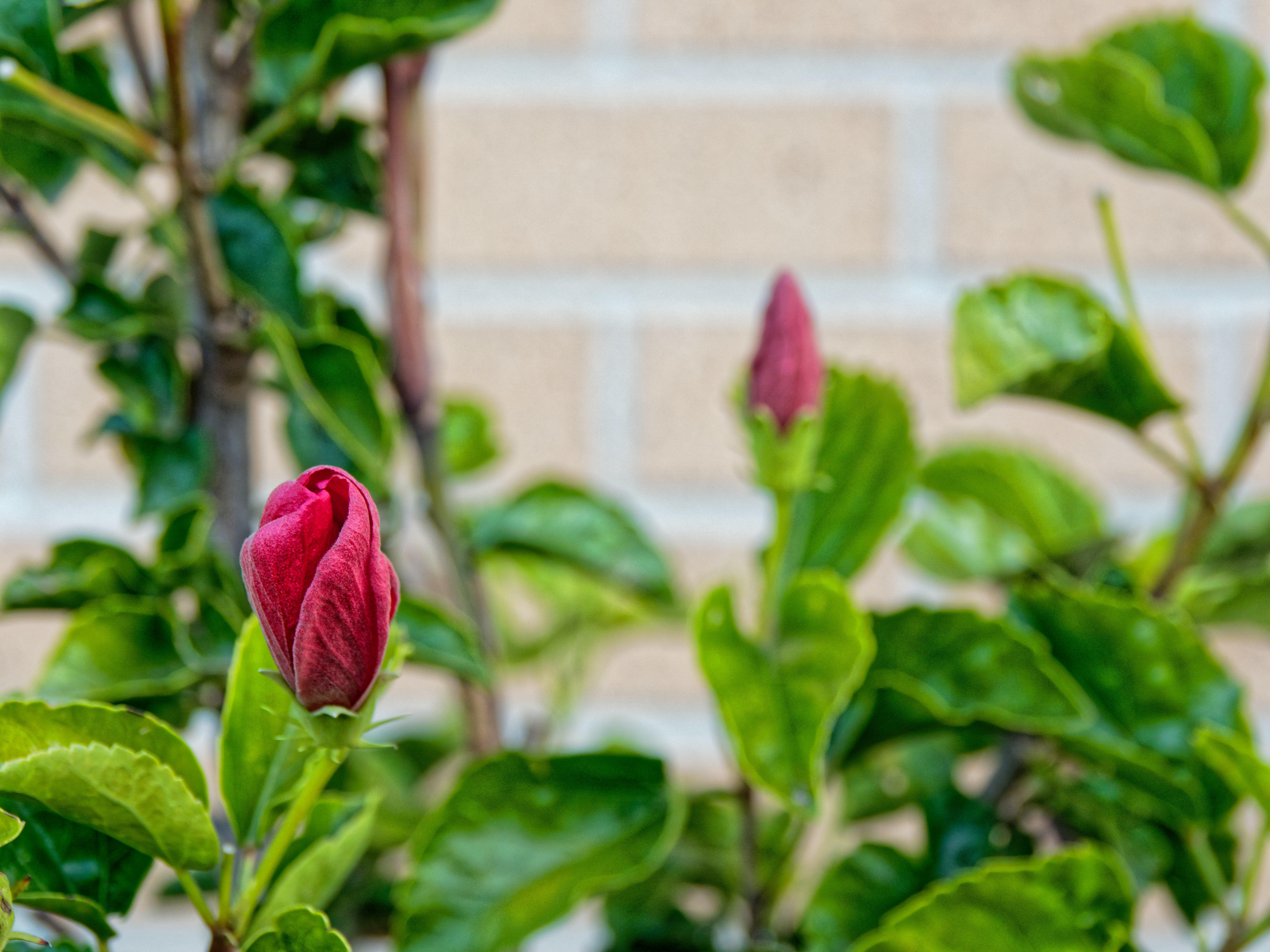 https://lemis.nyc3.digitaloceanspaces.com/grog/Photos/20200610/big/Hibiscus-rosa-sinensis-2.jpeg