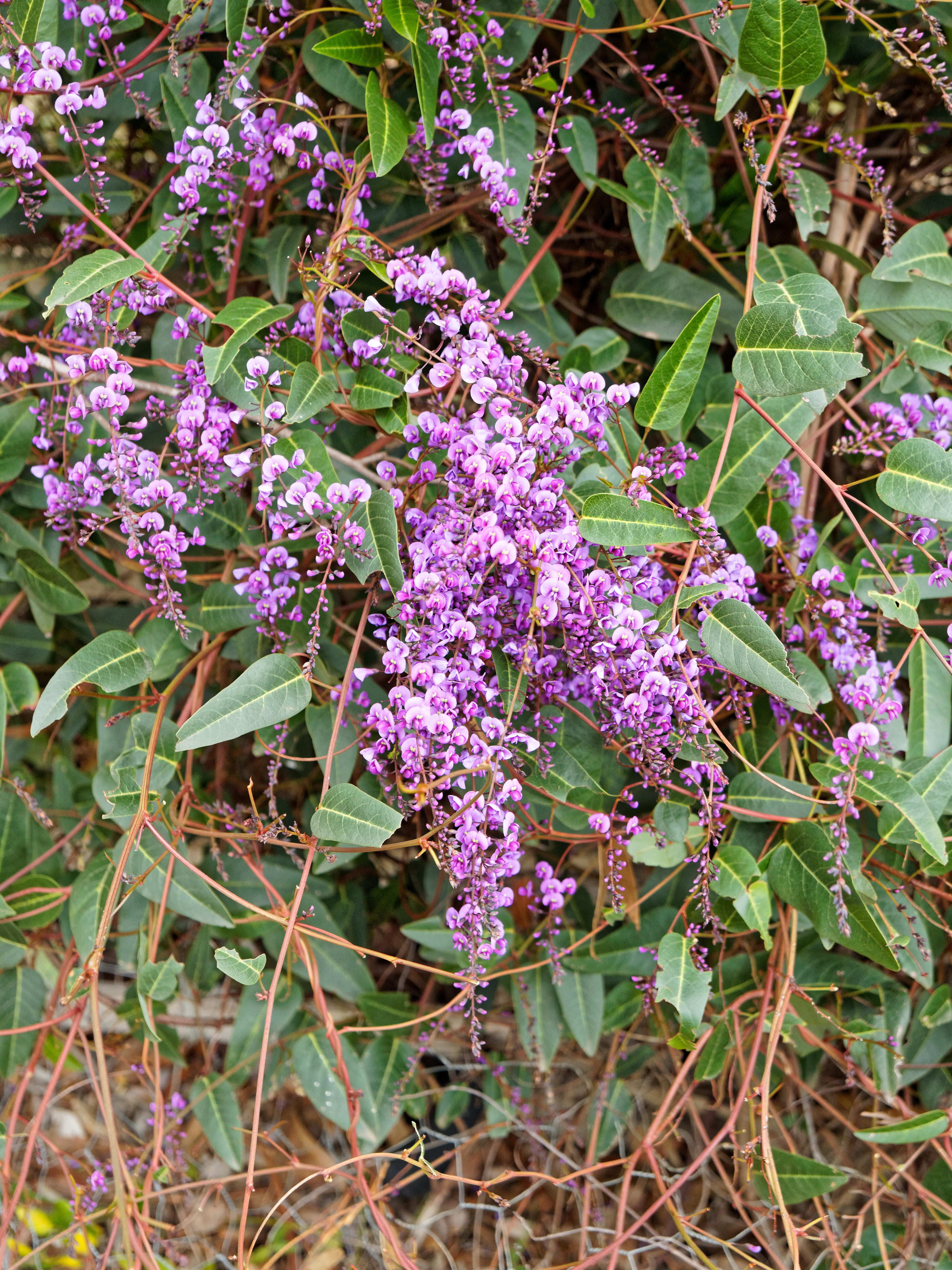 https://lemis.nyc3.digitaloceanspaces.com/grog/Photos/20200718/big/Hardenbergia-violacea-2.jpeg