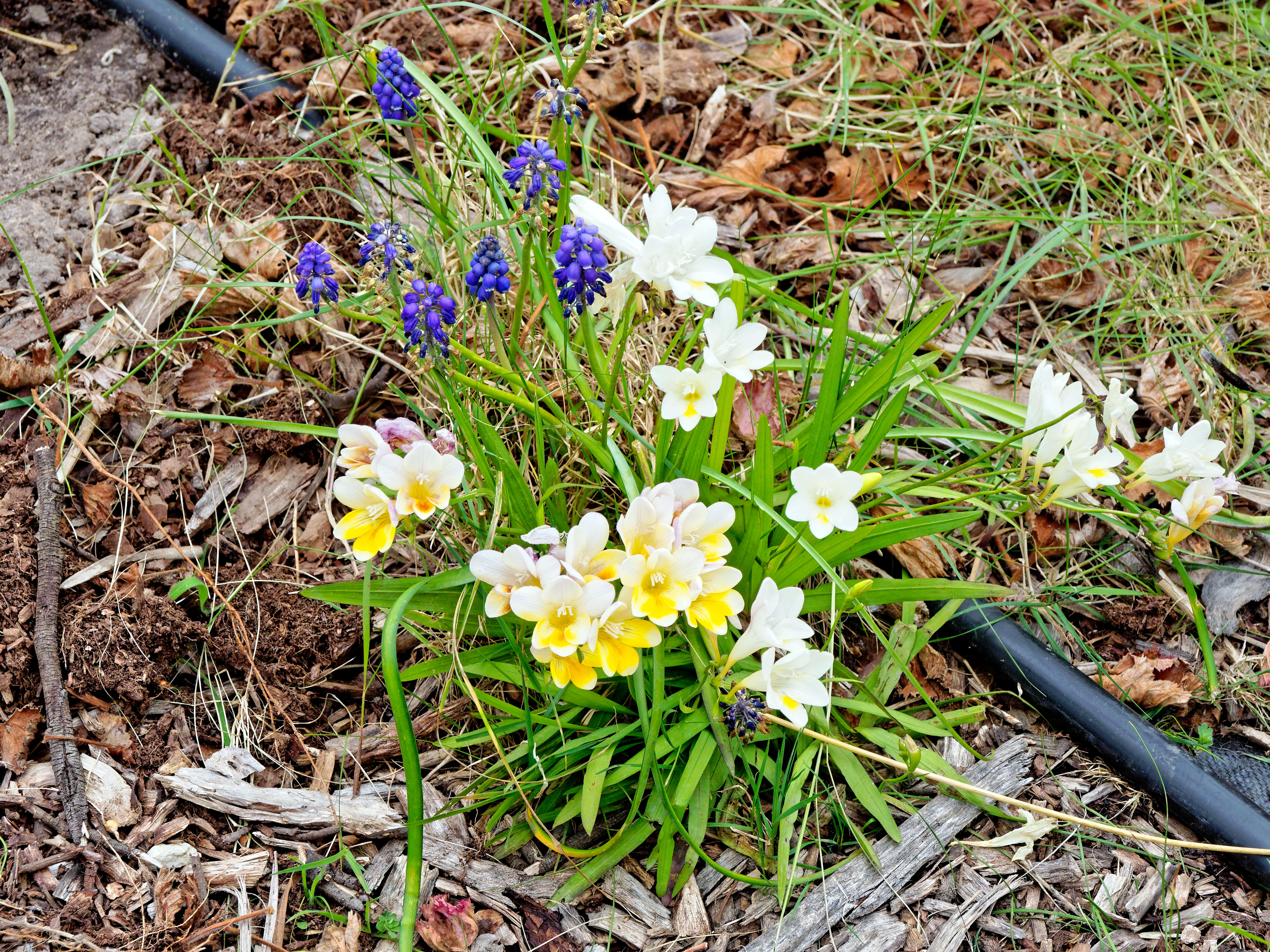 https://lemis.nyc3.digitaloceanspaces.com/grog/Photos/20200920/big/Freesia-hyacinth.jpeg