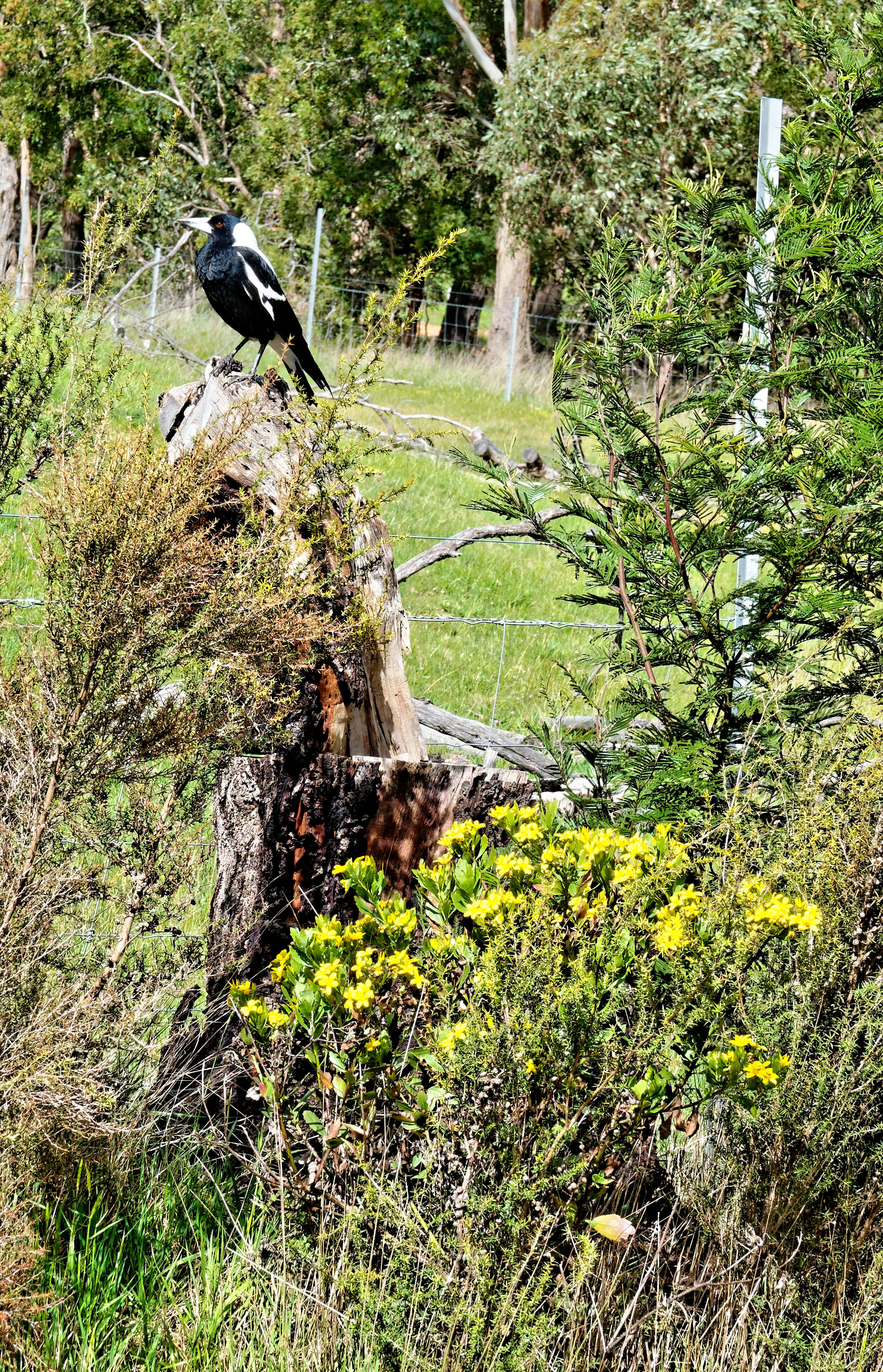 Magpie-and-wildflowers-2.jpeg