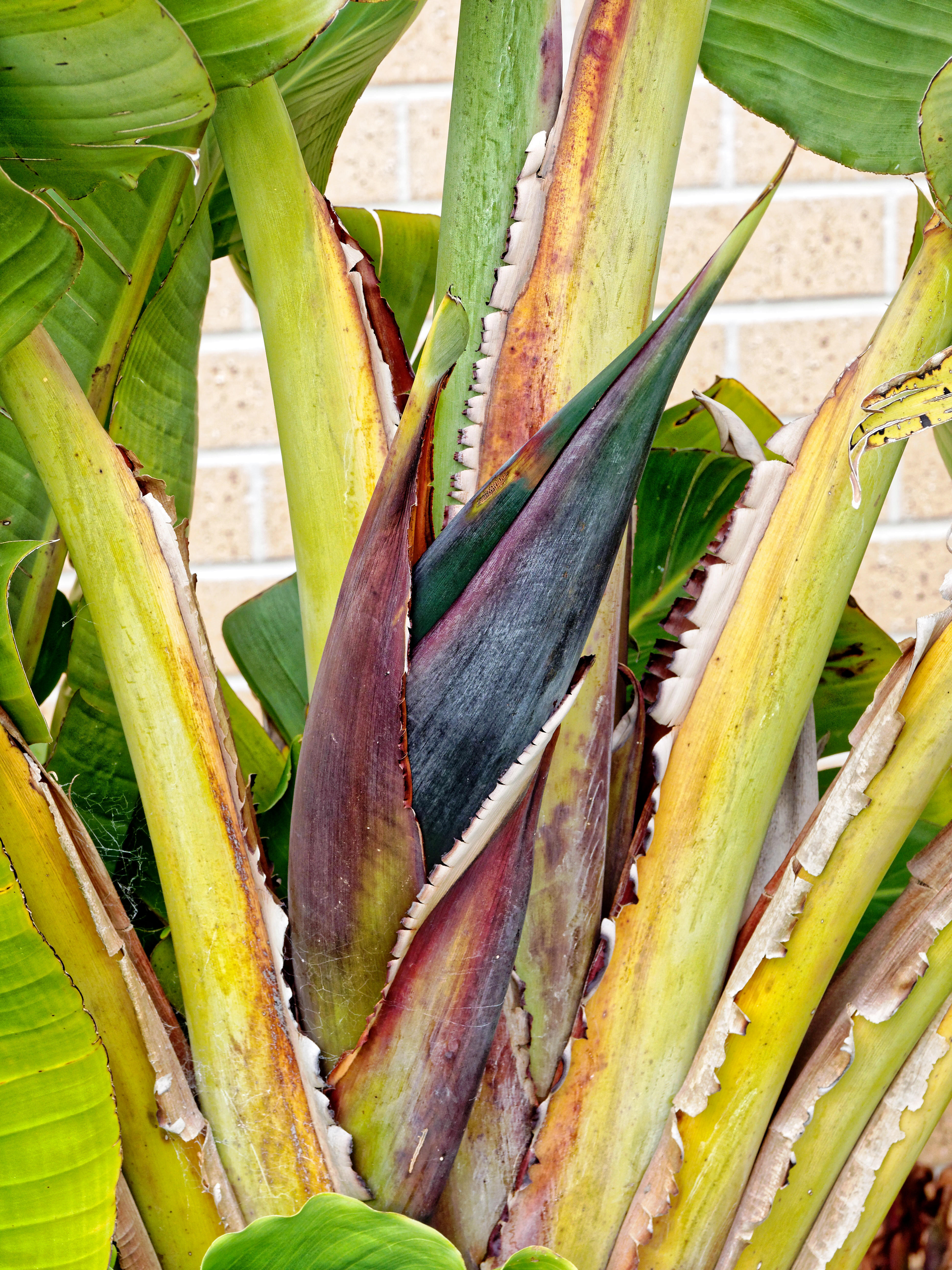 https://lemis.nyc3.digitaloceanspaces.com/grog/Photos/20200923/big/Strelitzia-nicolai-1.jpeg