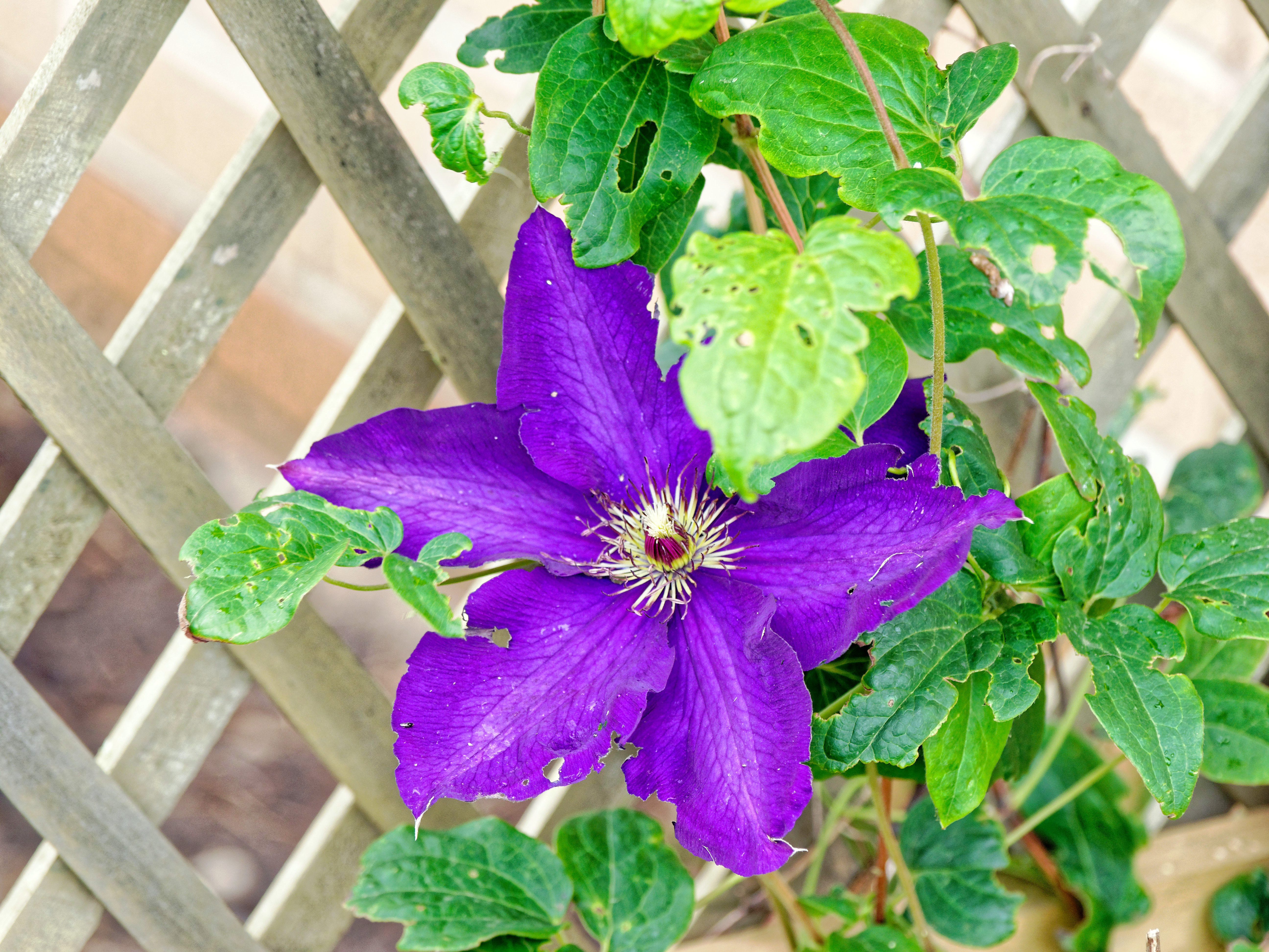 https://lemis.nyc3.digitaloceanspaces.com/grog/Photos/20201201/big/Clematis-2.jpeg