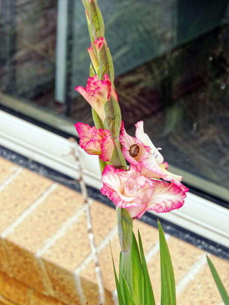 https://lemis.nyc3.digitaloceanspaces.com/grog/Photos/20201221/small/Gladiolus-1.jpeg
