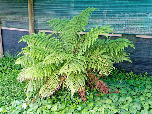 https://lemis.nyc3.digitaloceanspaces.com/grog/Photos/20201221/small/Tree-fern.jpeg