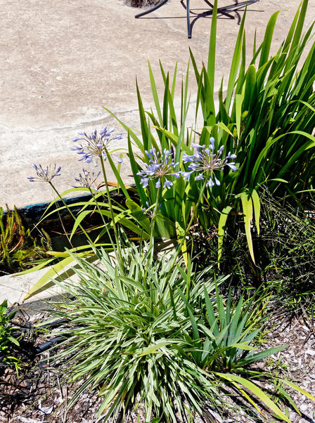 https://lemis.nyc3.digitaloceanspaces.com/grog/Photos/20210120/small/Agapanthus.jpeg