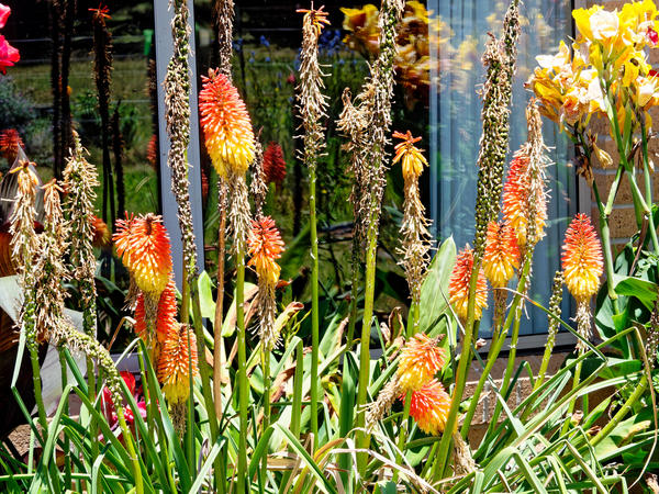 https://lemis.nyc3.digitaloceanspaces.com/grog/Photos/20210120/small/Kniphofia-1.jpeg