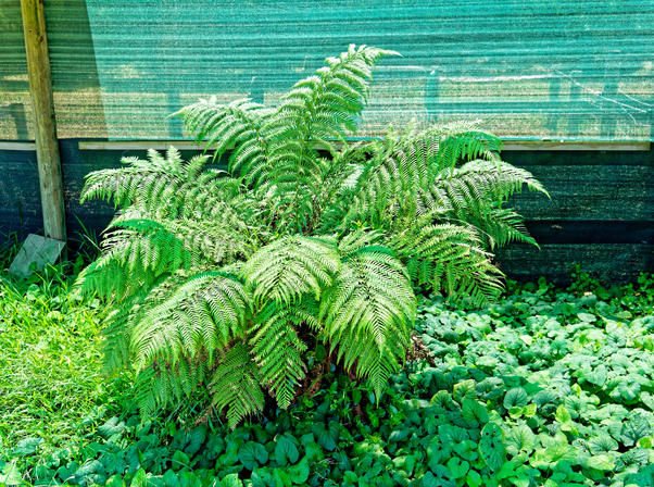 https://lemis.nyc3.digitaloceanspaces.com/grog/Photos/20210120/small/Tree-fern.jpeg