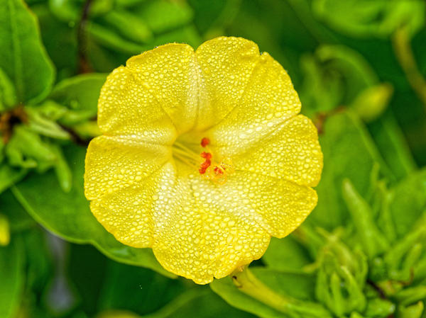 https://lemis.nyc3.digitaloceanspaces.com/grog/Photos/20210221/small/Mirabilis-jalapa-1.jpeg