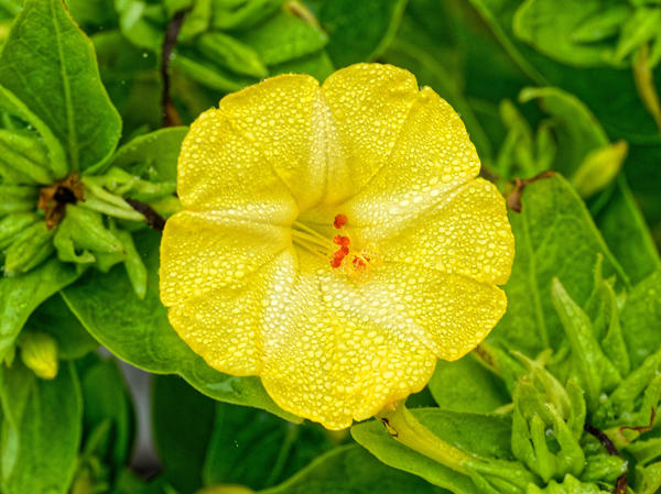 https://lemis.nyc3.digitaloceanspaces.com/grog/Photos/20210221/small/Mirabilis-jalapa-2.jpeg