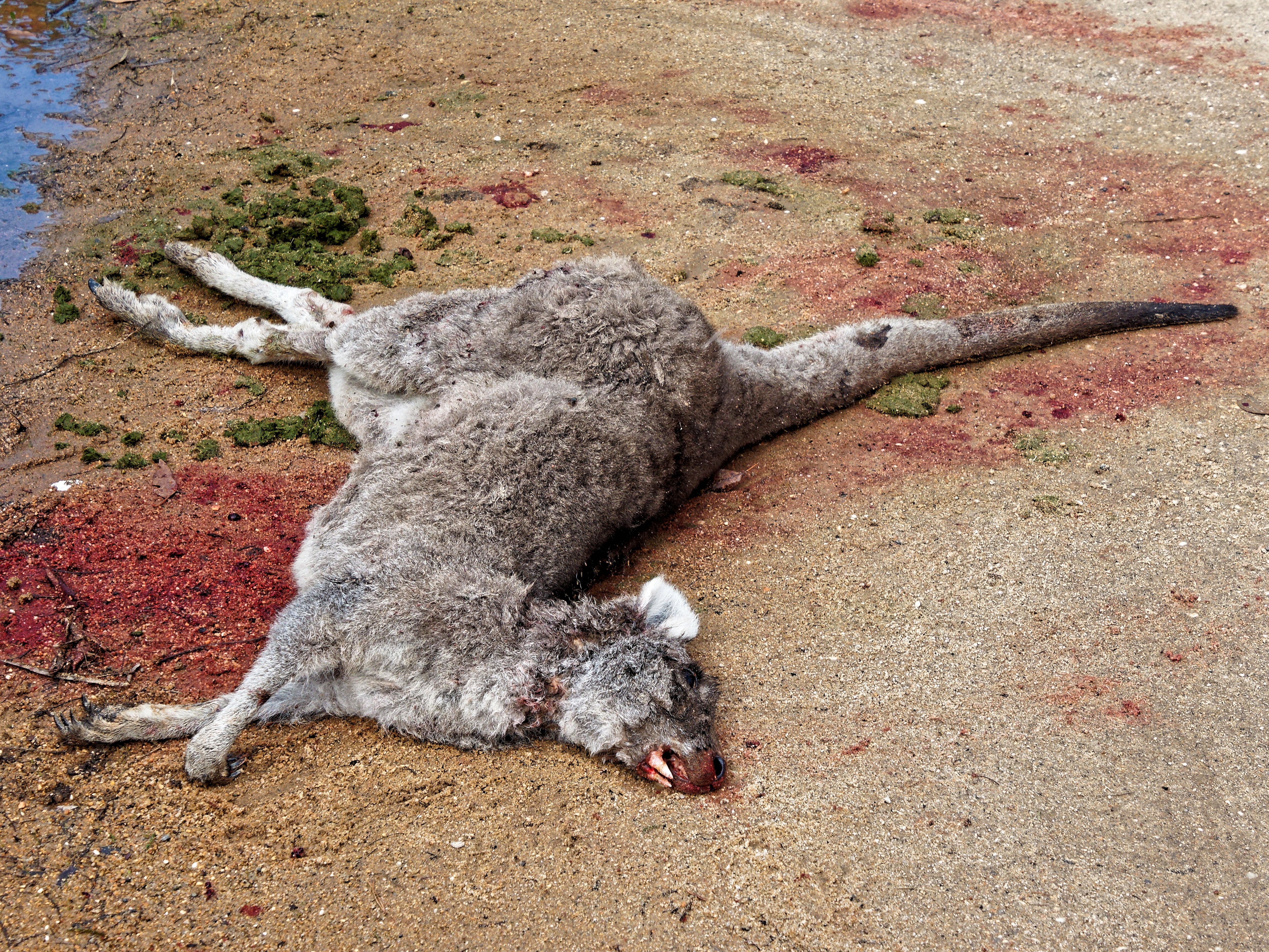 Dead-kangaroo-4.jpeg