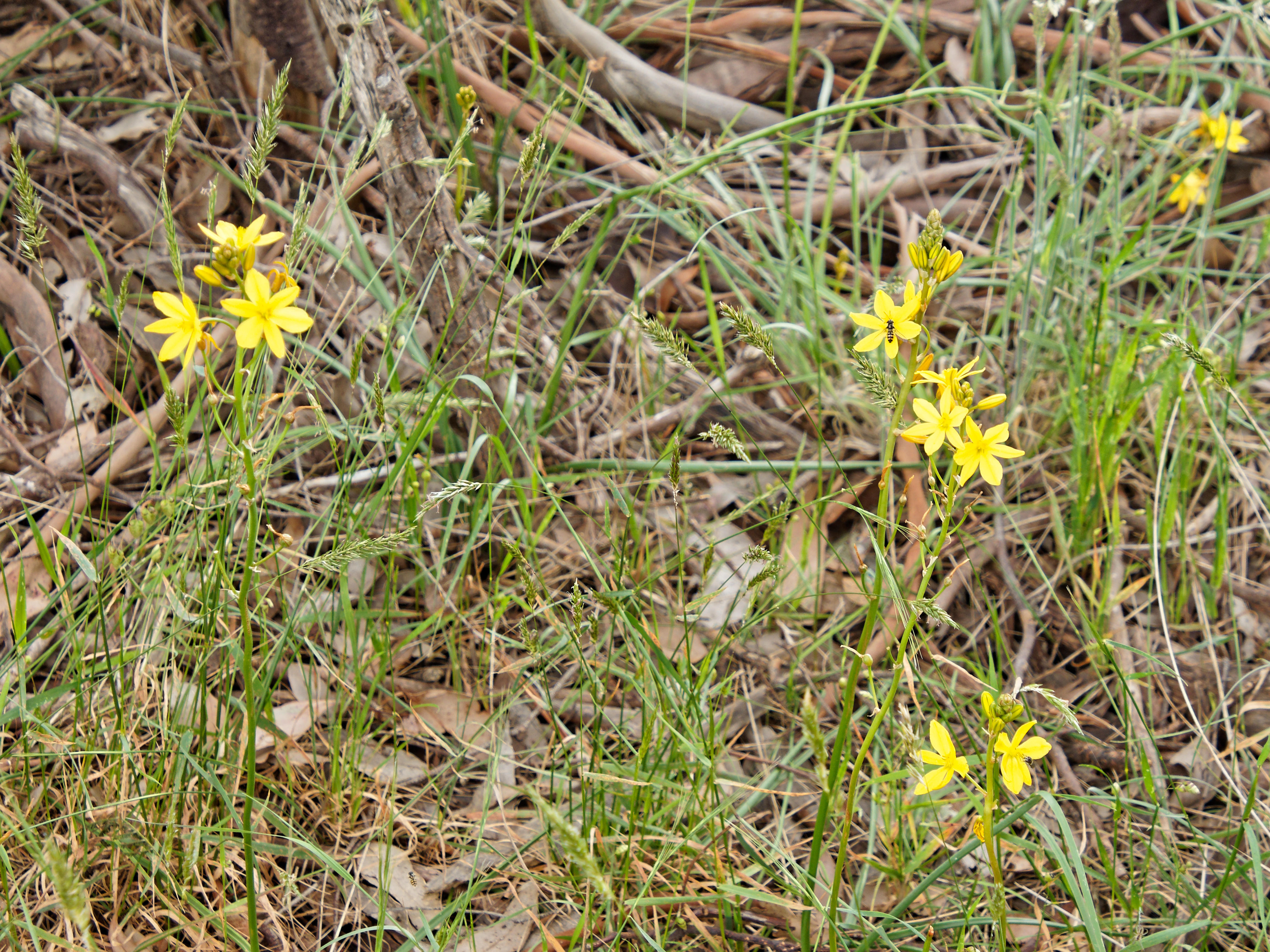 https://lemis.nyc3.digitaloceanspaces.com/grog/Photos/20211119/big/Wildflowers-1.jpeg