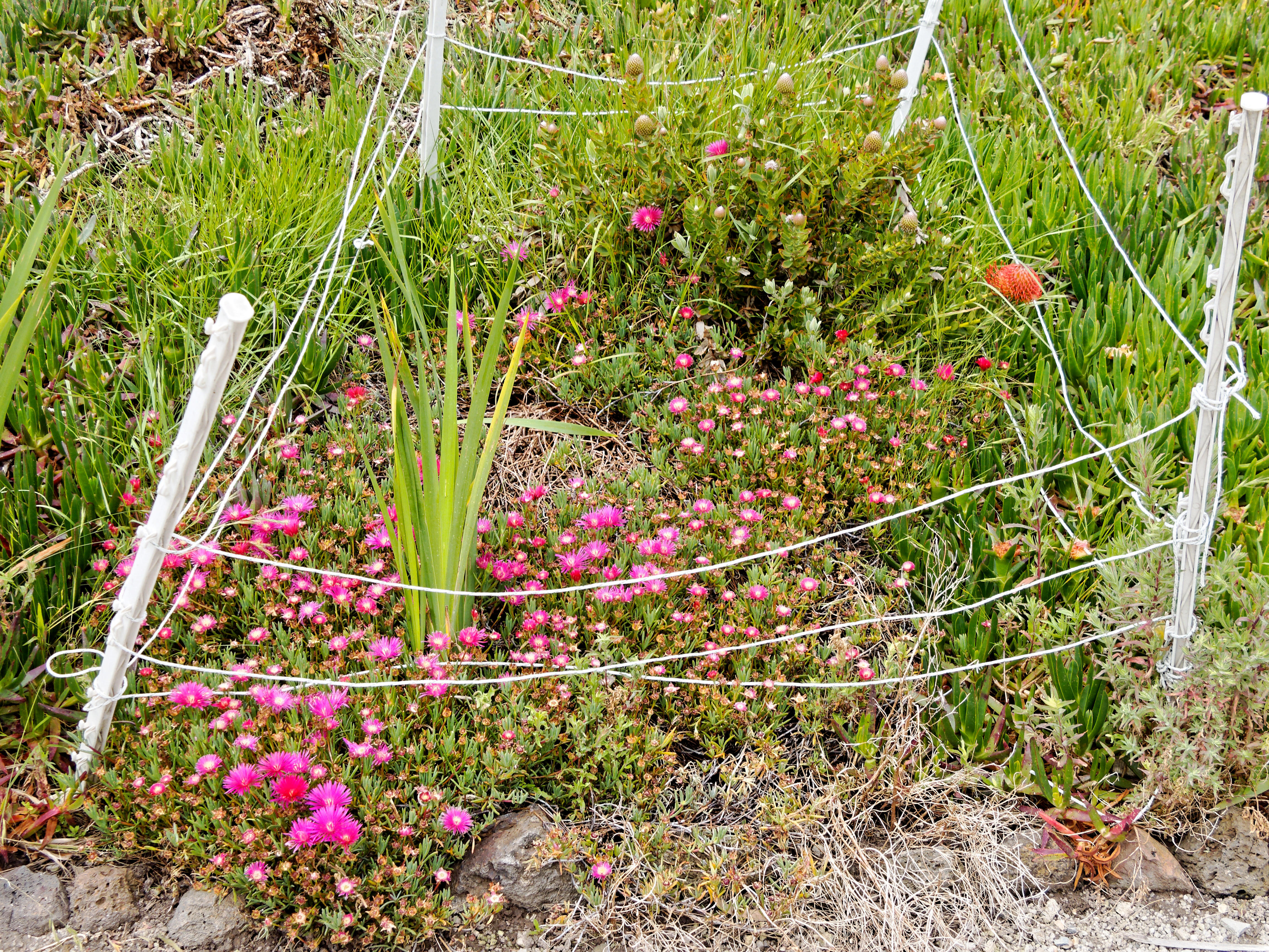 https://lemis.nyc3.digitaloceanspaces.com/grog/Photos/20211121/big/Carpobrotus.jpeg