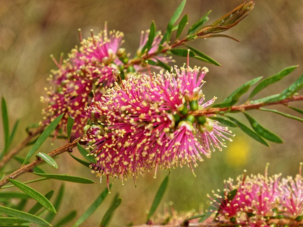 https://lemis.nyc3.digitaloceanspaces.com/grog/Photos/20211219/small/Callistemon-2.jpeg