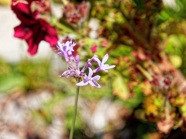 https://lemis.nyc3.digitaloceanspaces.com/grog/Photos/20211223/small/Tulbaghia-violacea.jpeg