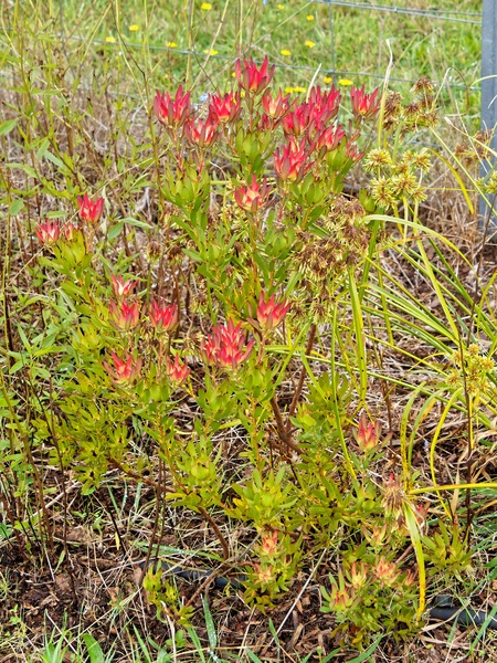 https://lemis.nyc3.digitaloceanspaces.com/grog/Photos/20220420/small/Leucadendron-salignum.jpeg