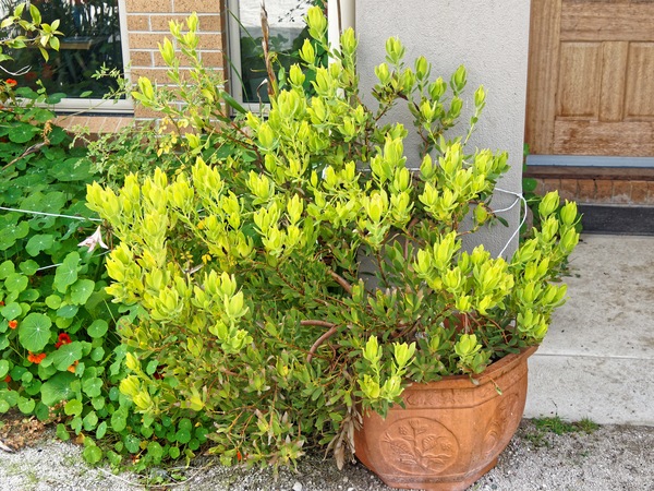 https://lemis.nyc3.digitaloceanspaces.com/grog/Photos/20220420/small/Leucadendron.jpeg