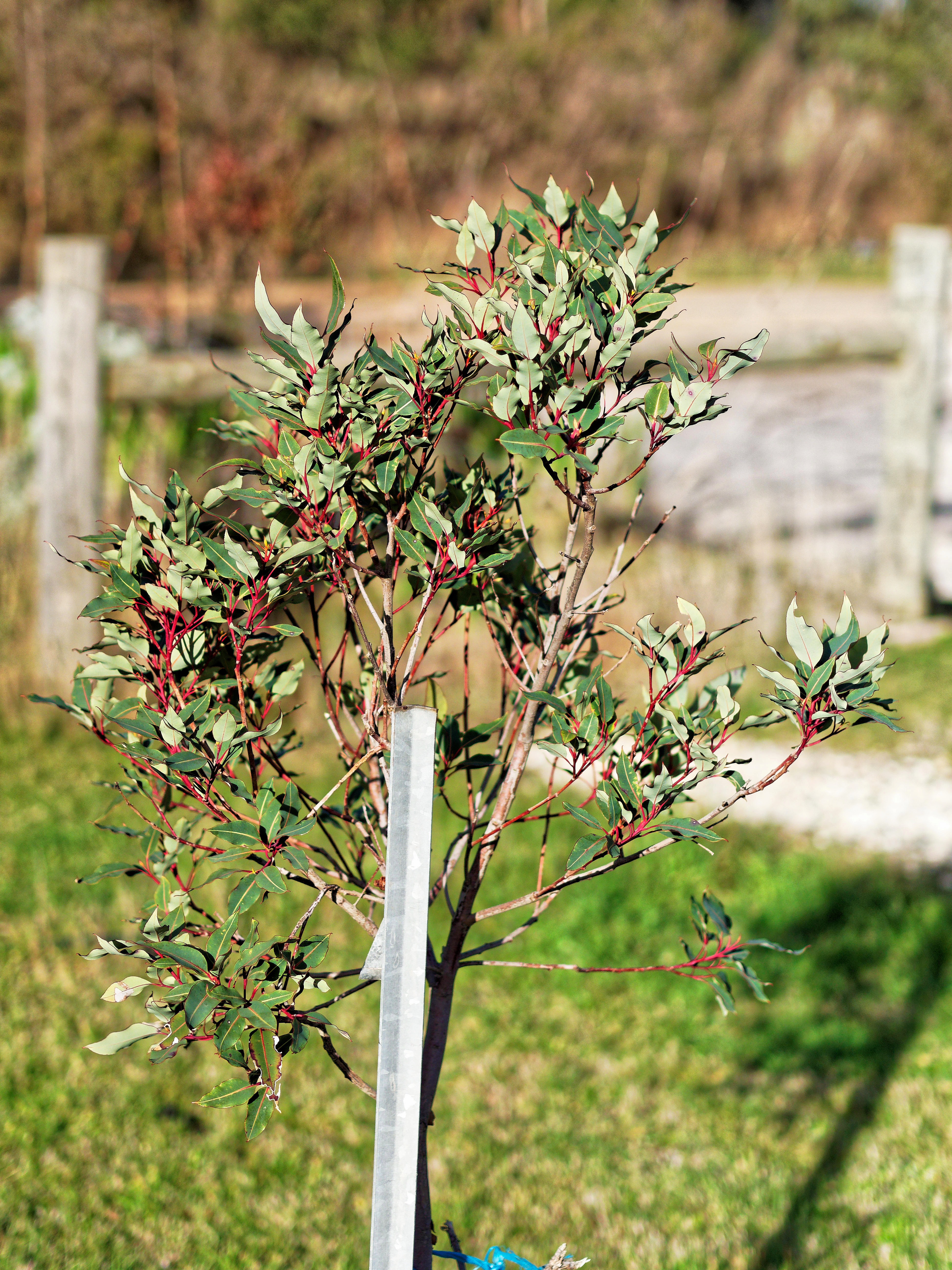 https://lemis.nyc3.digitaloceanspaces.com/grog/Photos/20220621/big/Corymbia-ficifolia-2.jpeg