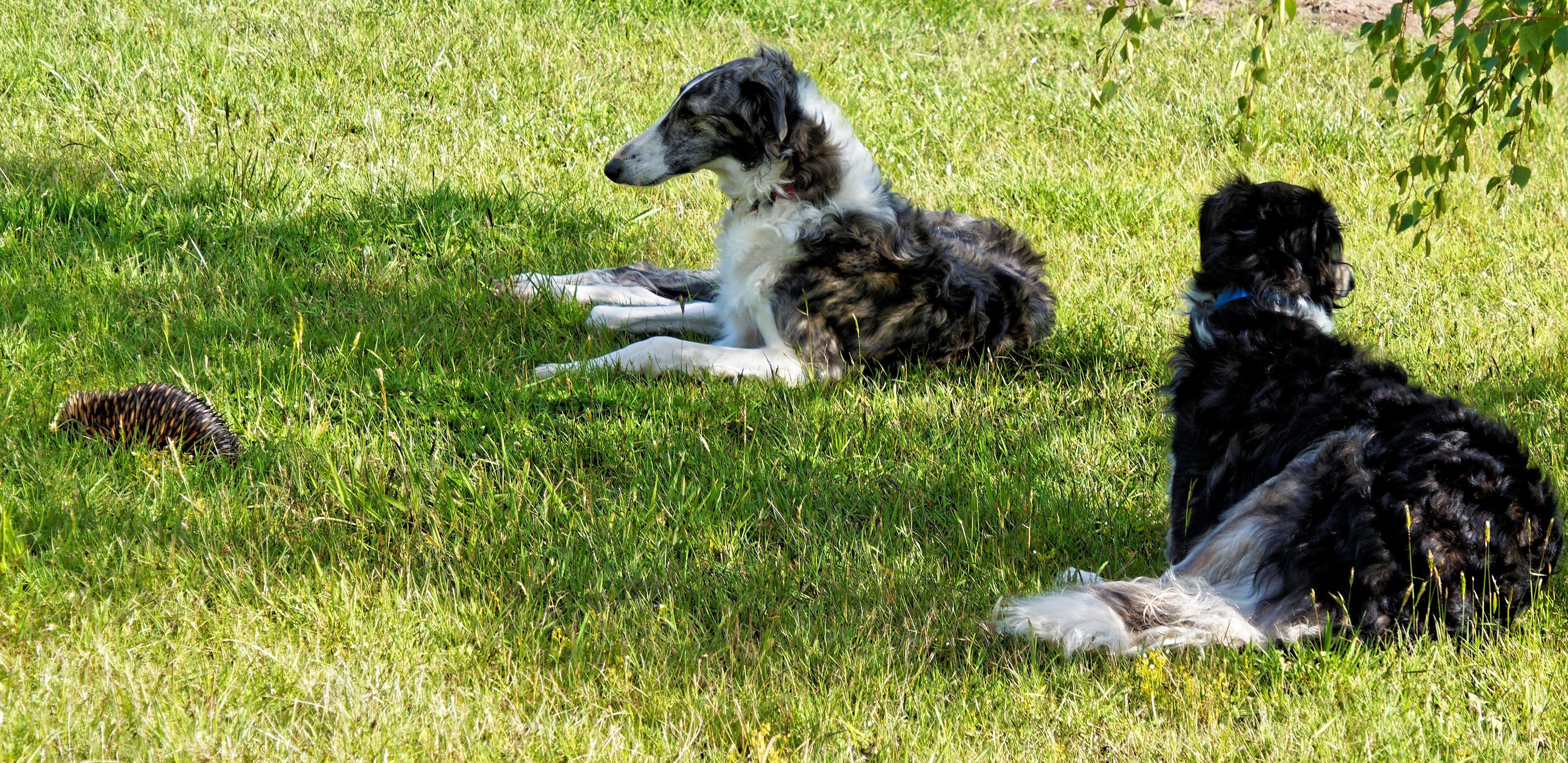 Dogs-and-echidna-7-detail.jpeg