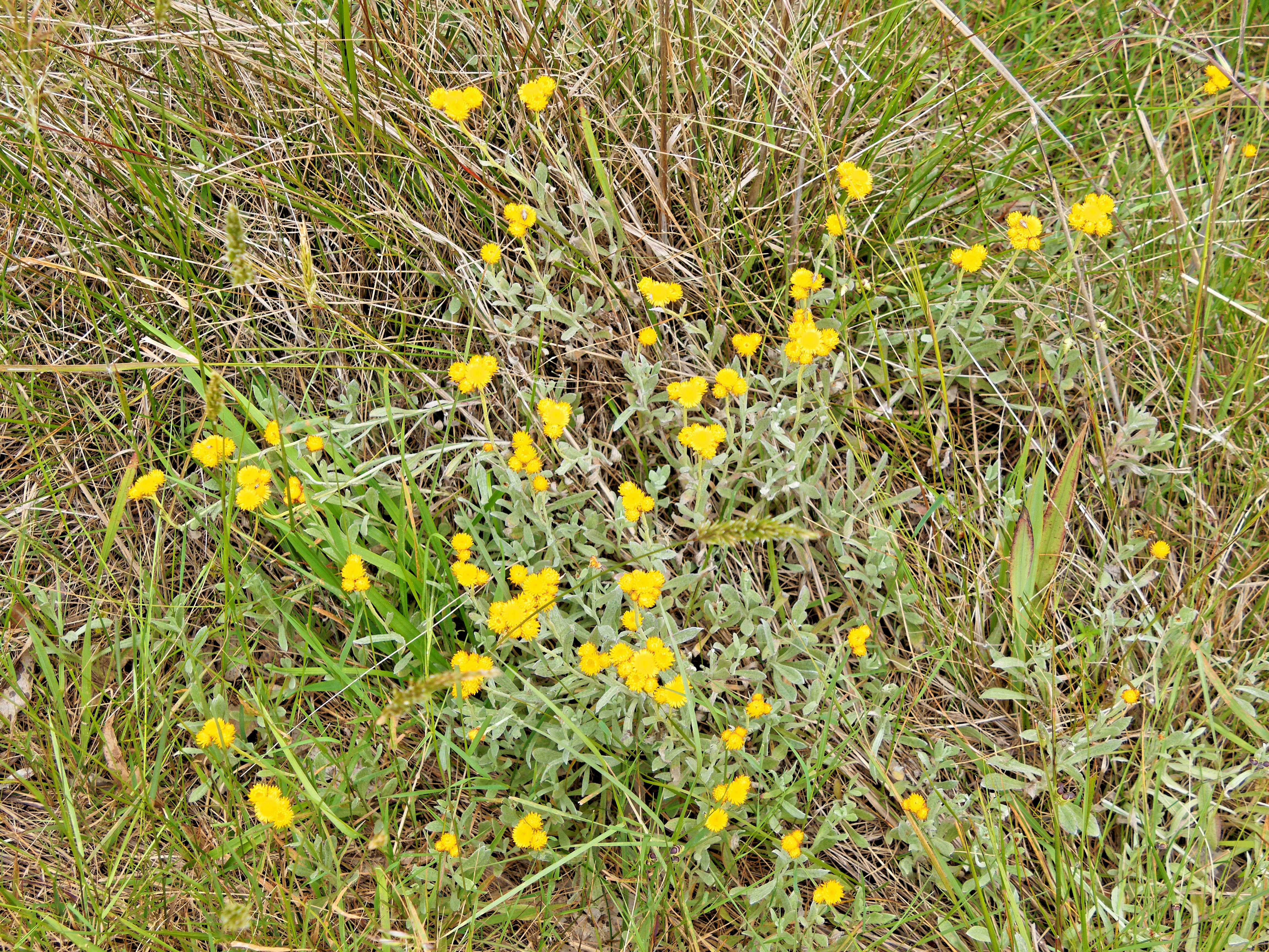 https://lemis.nyc3.digitaloceanspaces.com/grog/Photos/20221127/big/Wildflowers-1.jpeg